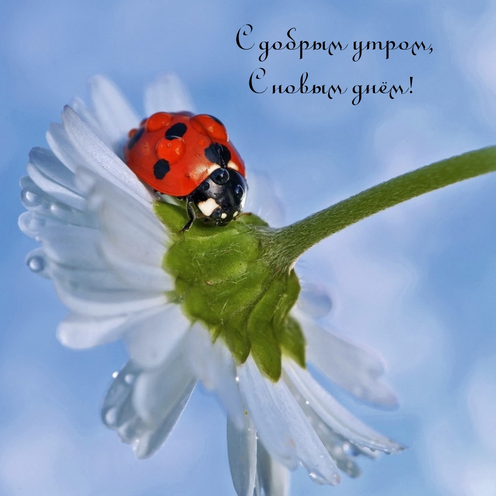 С добрым утром, С новым днём!