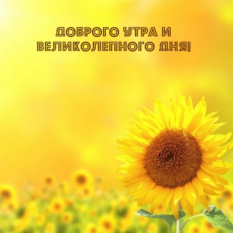 Доброго утра и великолепного дня!