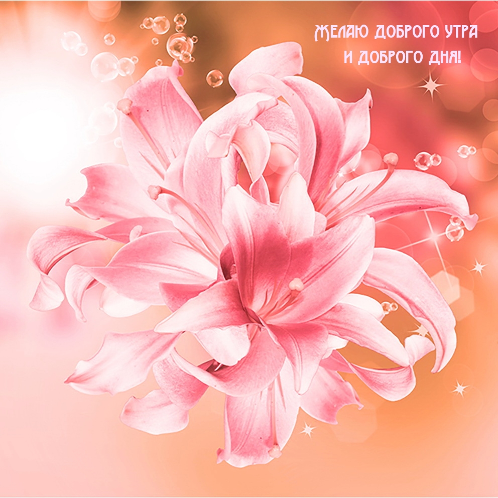 Желаю доброго утра и доброго дня!