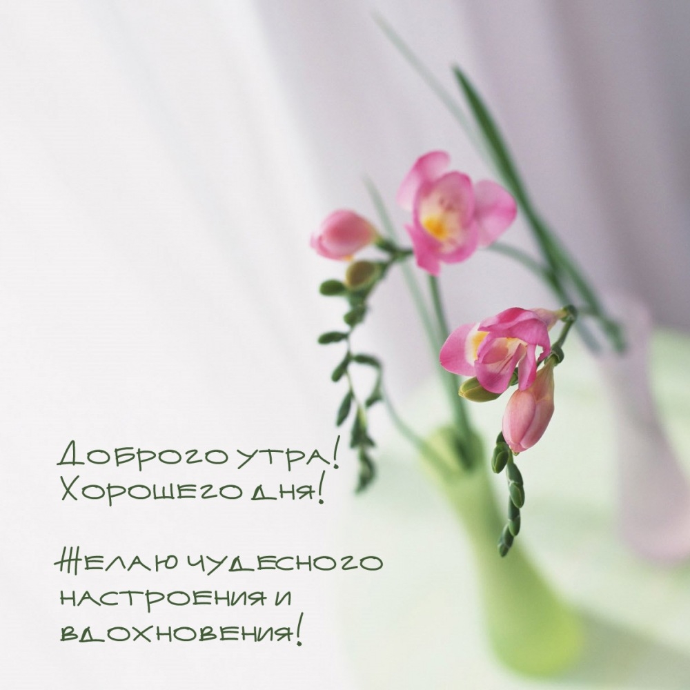 Доброго утра! Хорошего дня! Желаю чудесного настроения 