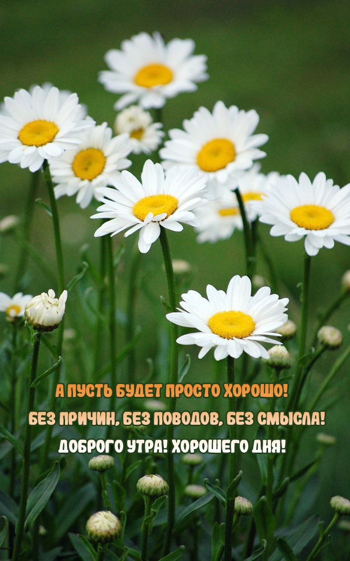 Пусть будет просто хорошо! Доброго утра! Хорошего дня!