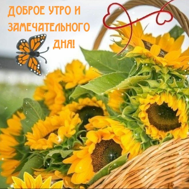 Доброе утро и замечательного дня!