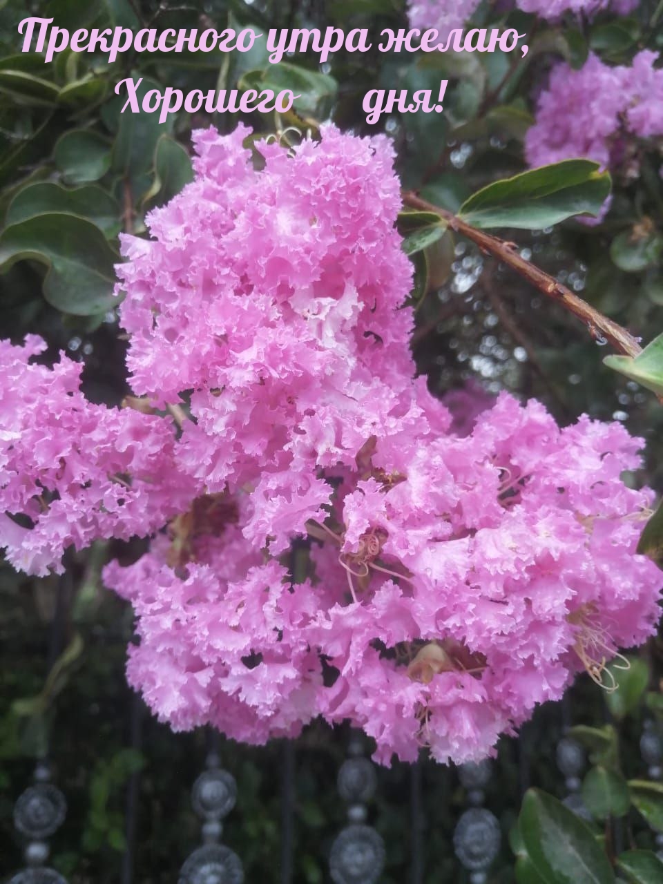 Прекрасного утра желаю, Хорошего дня!