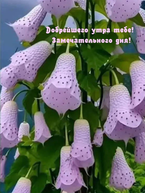 Добрейшего утра тебе! Замечательного дня!