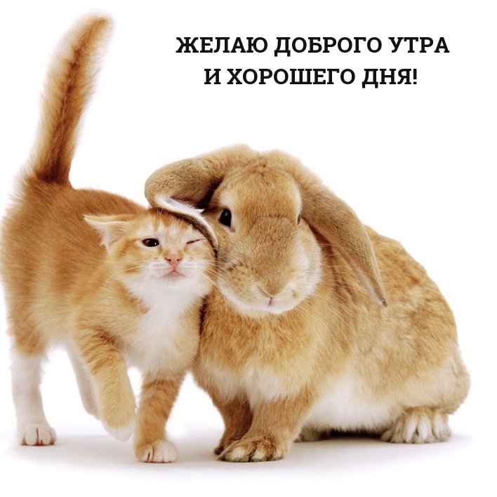 Желаю доброго утра и хорошего дня!