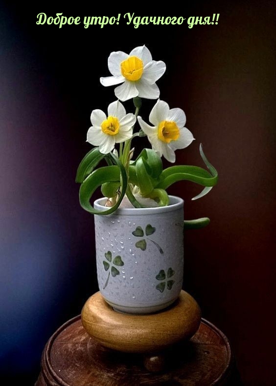 Доброе утро! Удачного дня!