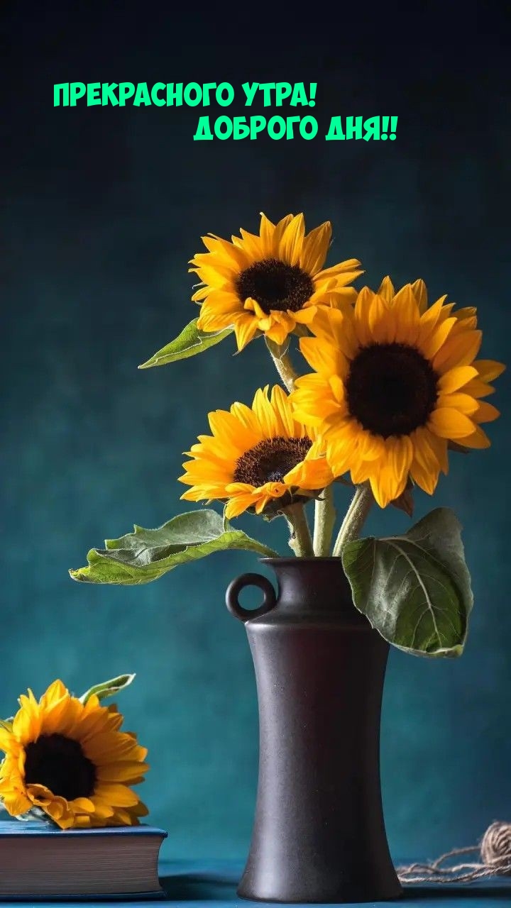 Прекрасного утра! Доброго дня!!