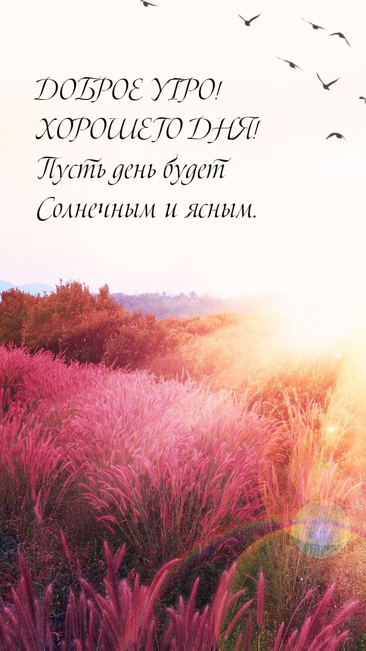 Доброе утро! Хорошего дня! Пусть день будет солнечным и ясным.