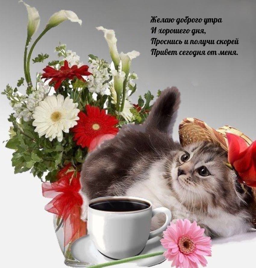 Желаю доброго утра и хорошего дня