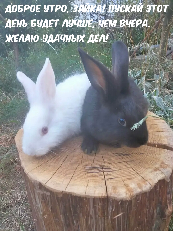 Доброе утро, зайка! Пускай этот день будет лучше, чем вчера. 