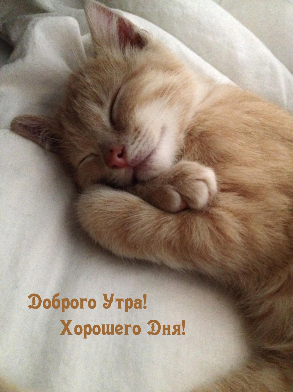 Доброго Утра! Хорошего Дня!