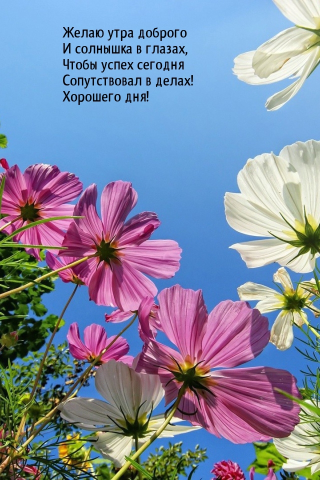 Желаю утра доброго и солнышка в глазах Хорошего дня!