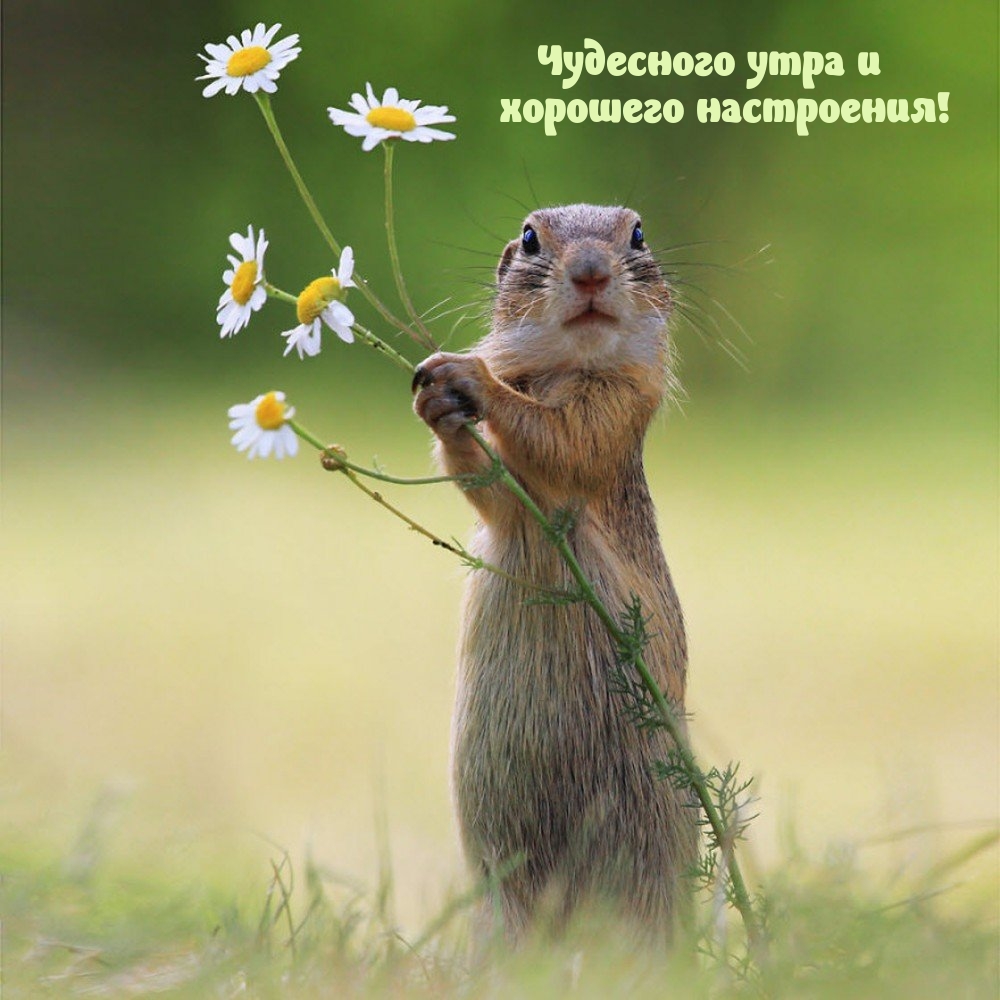 Чудесного утра и хорошего настроения!