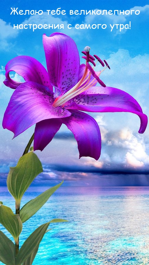 Желаю тебе великолепного настроения с самого утра! 