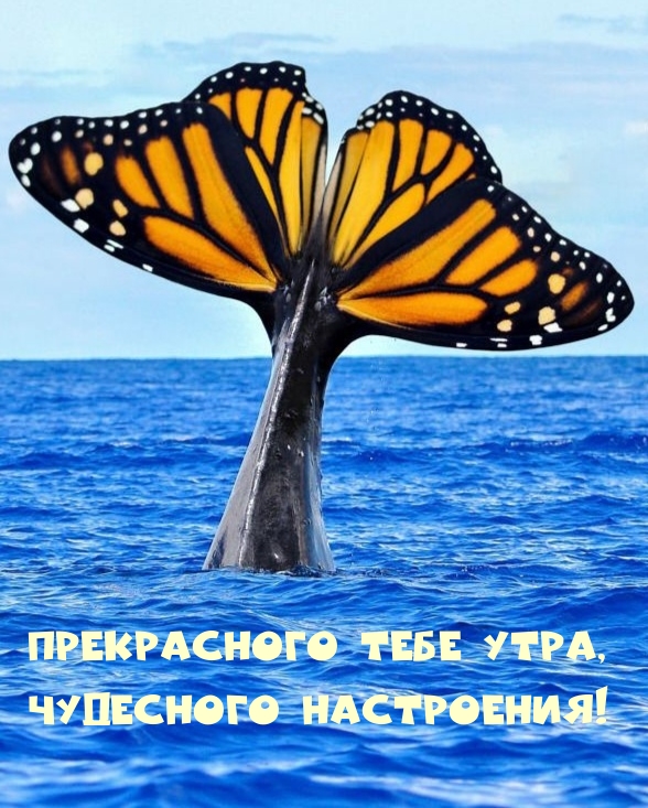 Прекрасного тебе утра, чудесного настроения!