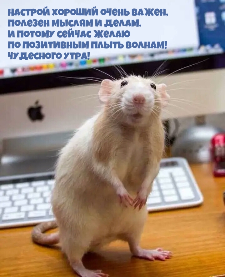 Настрой хороший очень важен, Полезен мыслям. Чудесного утра!