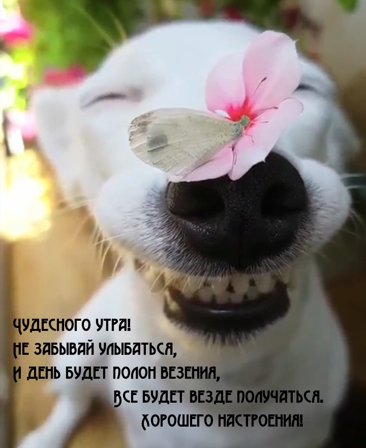 Чудесного утра! Не забывай улыбаться, и день будет полон везения