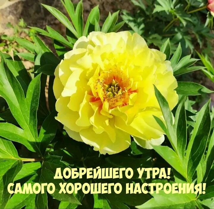 Добрейшего утра! Самого хорошего настроения! 