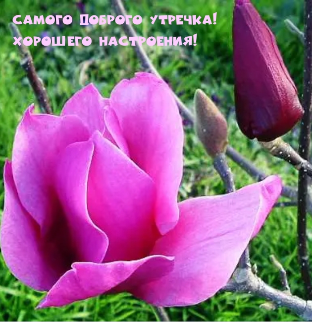 Самого доброго утречка! Хорошего настроения! 