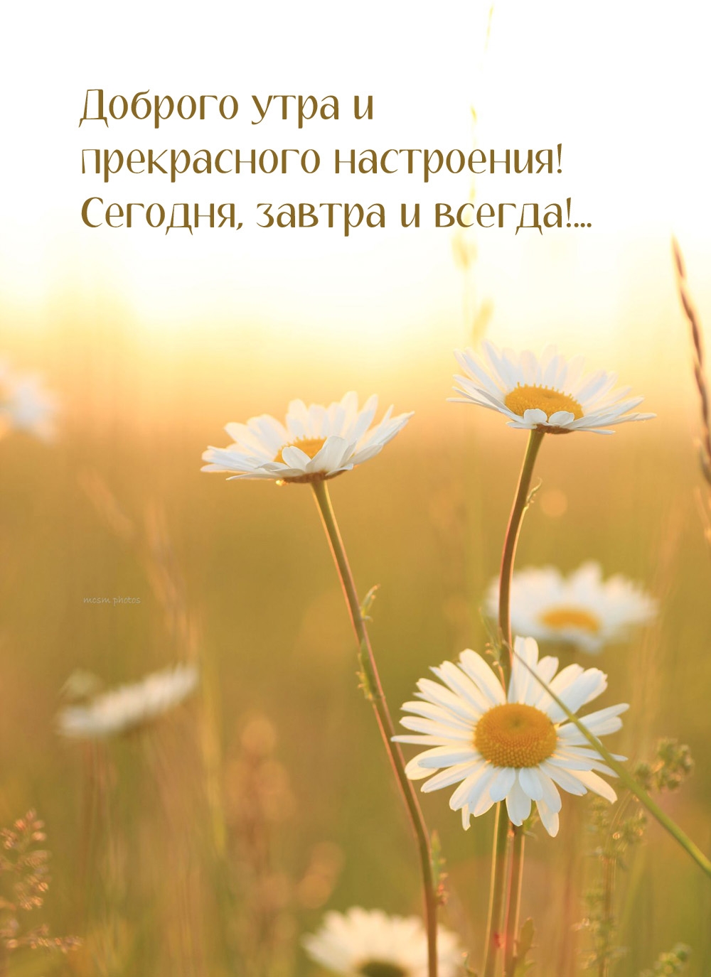 Доброго утра и прекрасного настроения! Сегодня, завтра и всегда!...