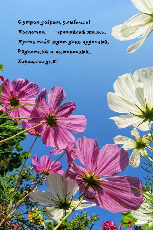 С утром добрым, улыбнись! Посмотри — прекрасна жизнь.