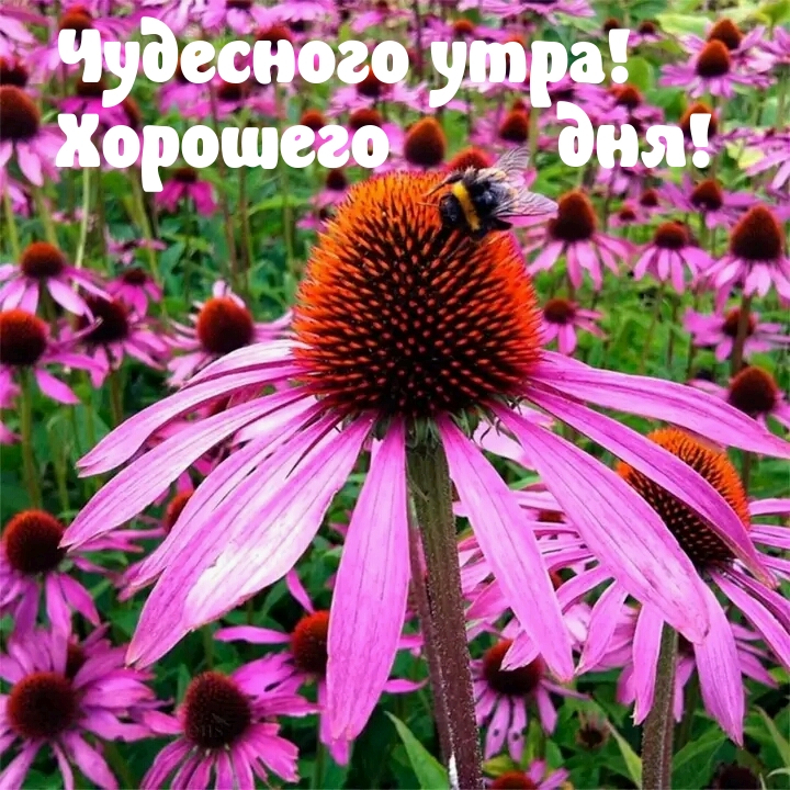 Чудесного утра! Хорошего дня!