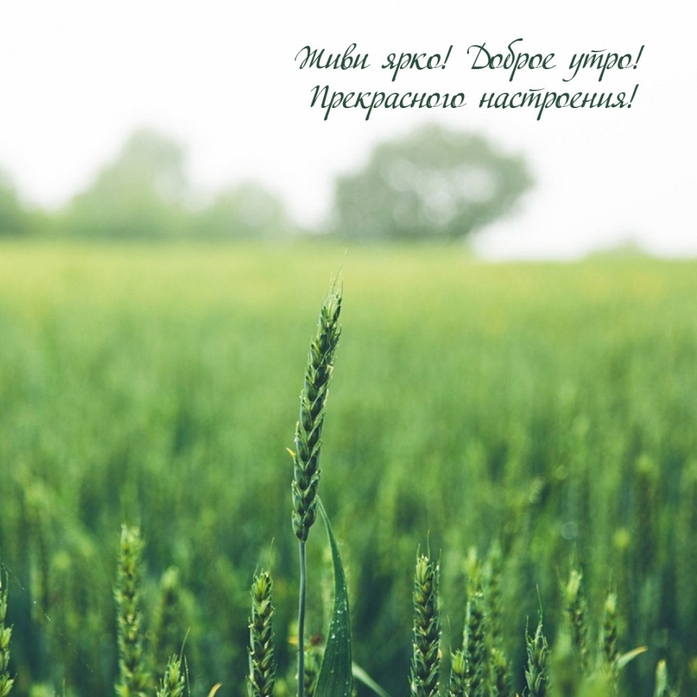 Живи ярко! Доброе утро! Прекрасного настроения!