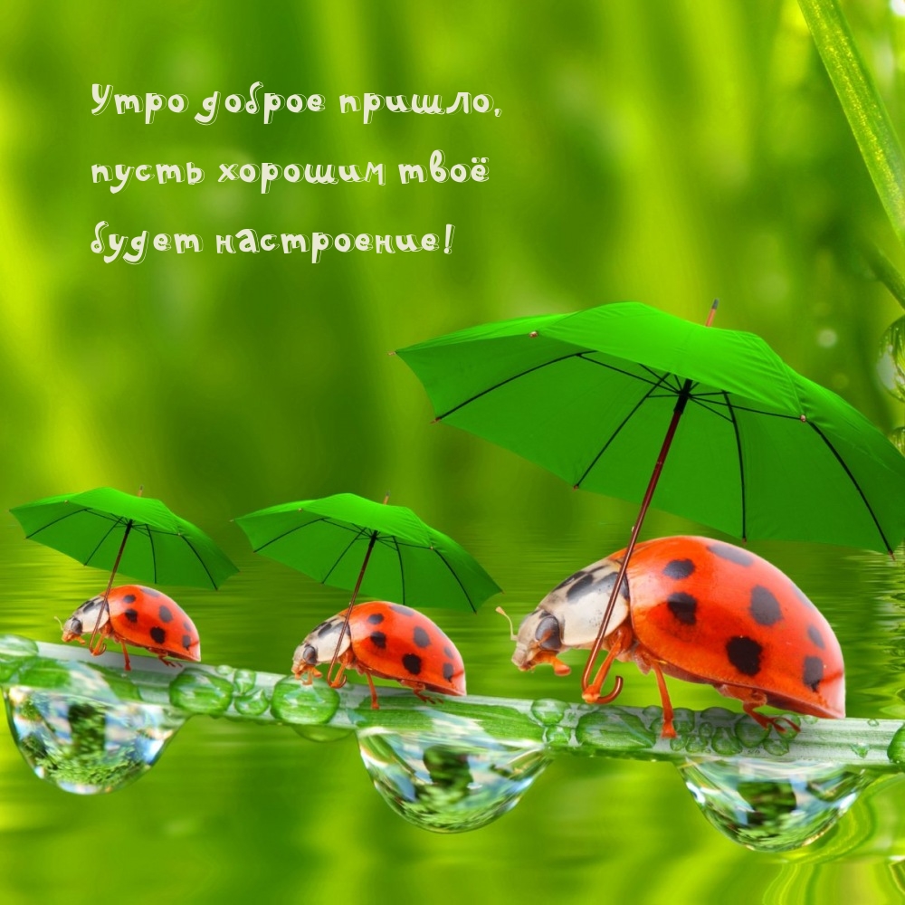 Утро доброе пришло, пусть хорошим твоё будет настроение!