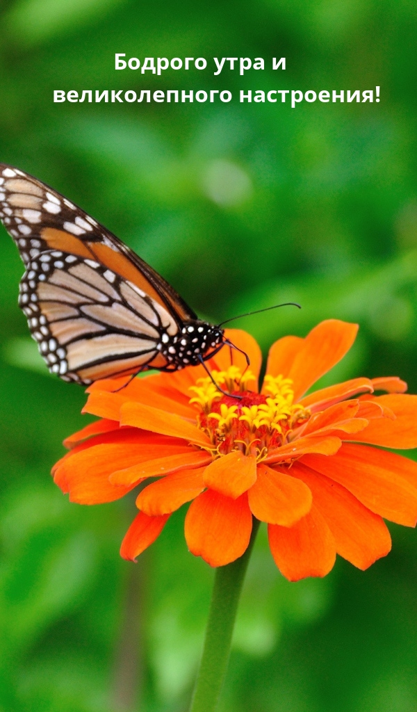 Бодрого утра и великолепного настроения!
