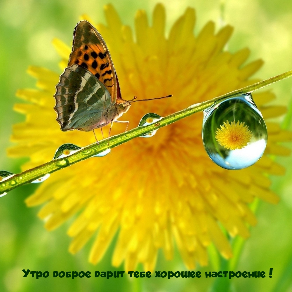 Утро доброе дарит тебе хорошее настроение!