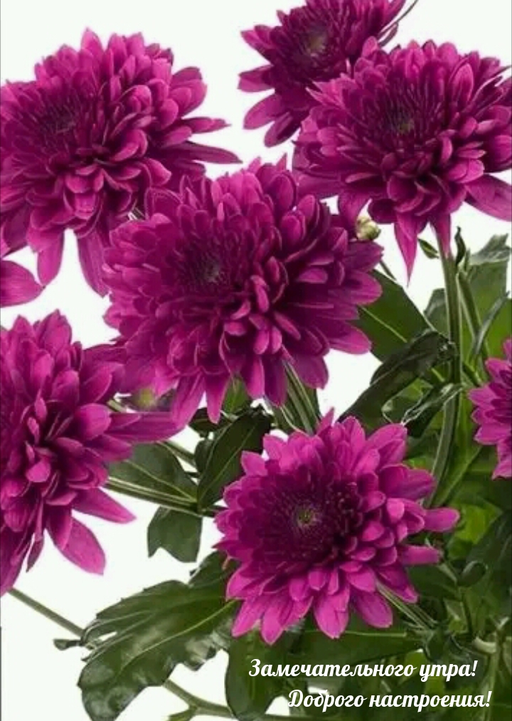 Замечательного утра! Доброго настроения!