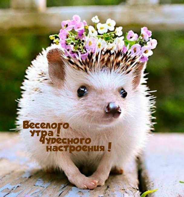 Веселого утра! Чудесного настроения!