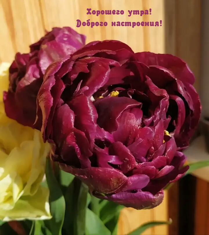 Хорошего утра! Доброго настроения!