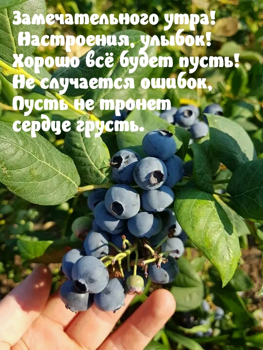 Замечательного утра! Настроения, улыбок!