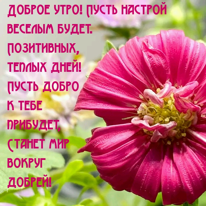 Доброе утро! Пусть настрой веселым будет. Теплых дней!
