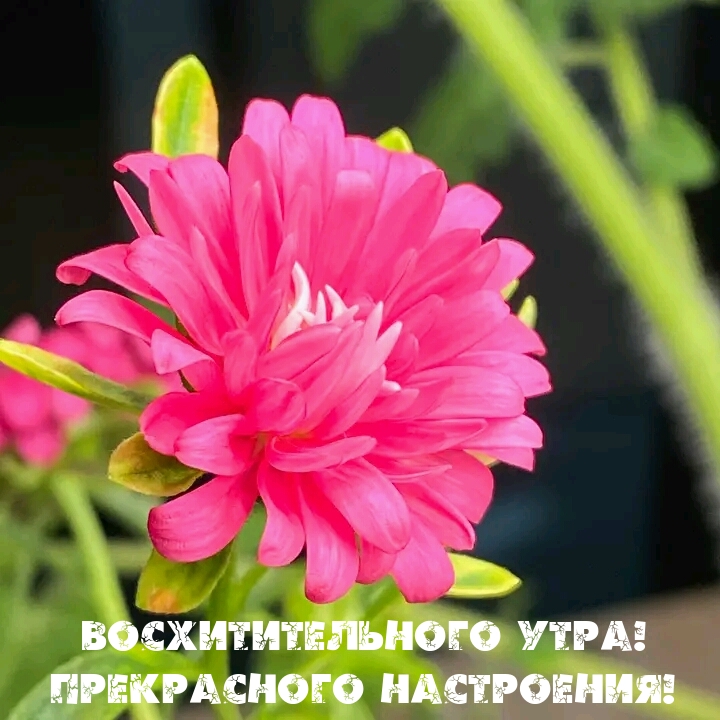 Восхитительного утра! Прекрасного настроения!