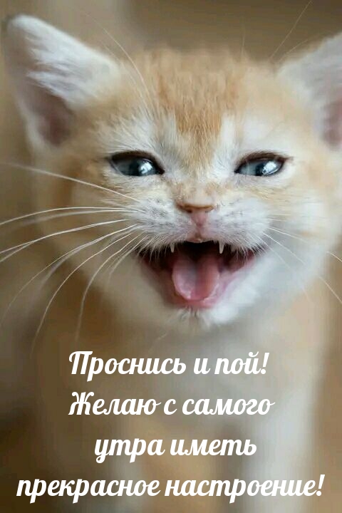 Желаю с самого утра иметь прекрасное настроение! 