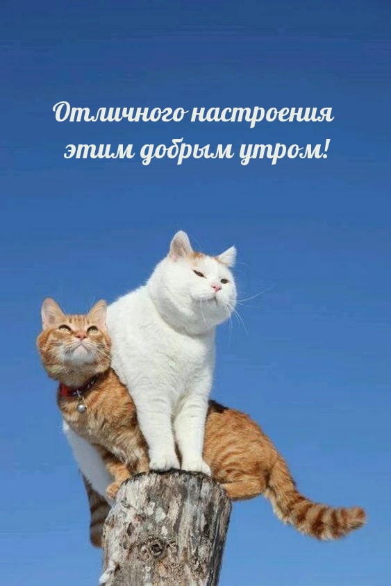 Отличного настроения этим добрым утром!