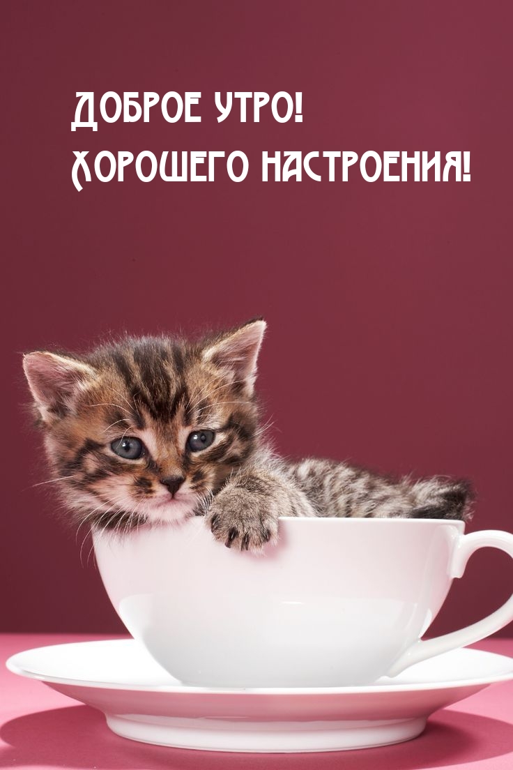 Доброе утро! Хорошего настроения!