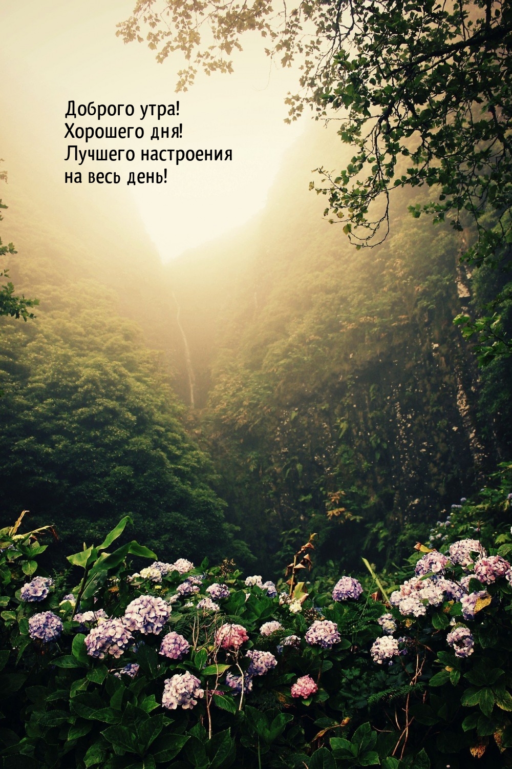 Доброго утра! Хорошего дня! Лучшего настроения на весь день!