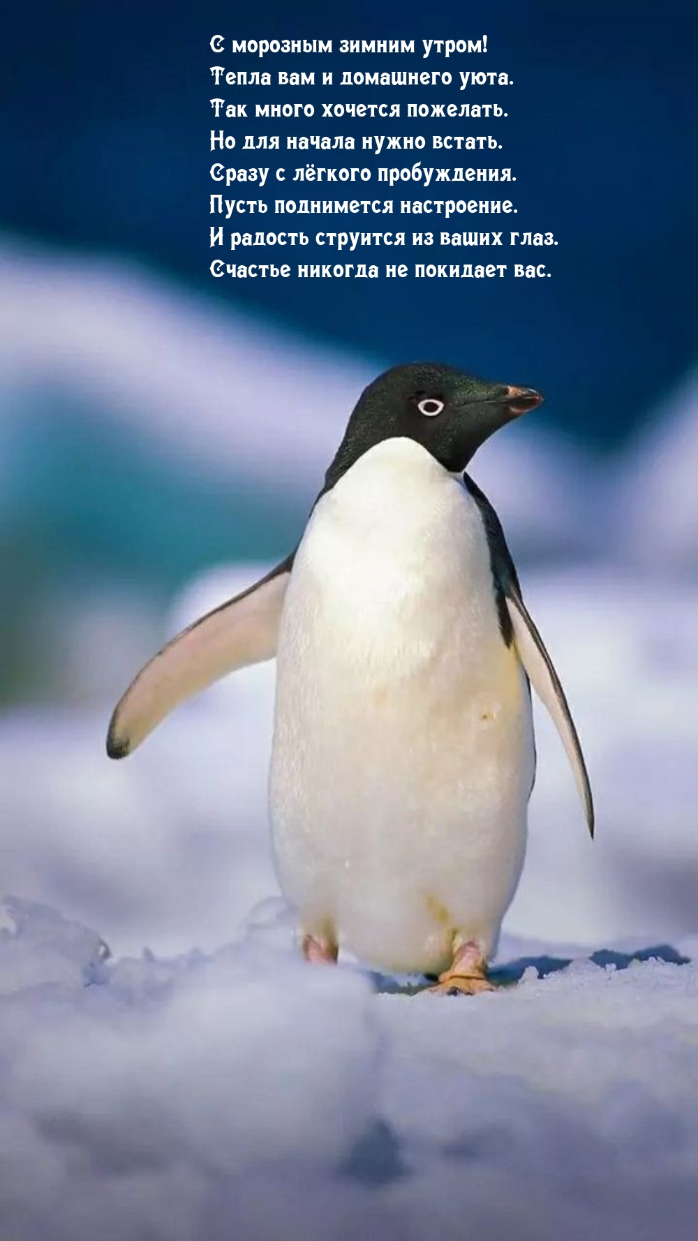 С морозным зимним утром! Тепла вам и домашнего уюта.