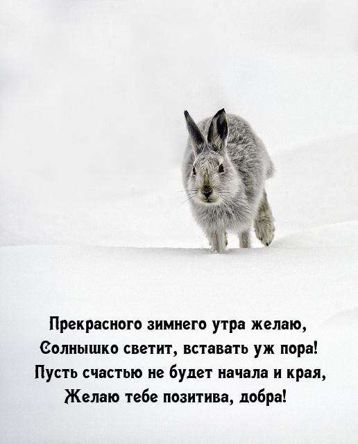 Прекрасного зимнего утра желаю, солнышко светит, вставать уж пора!