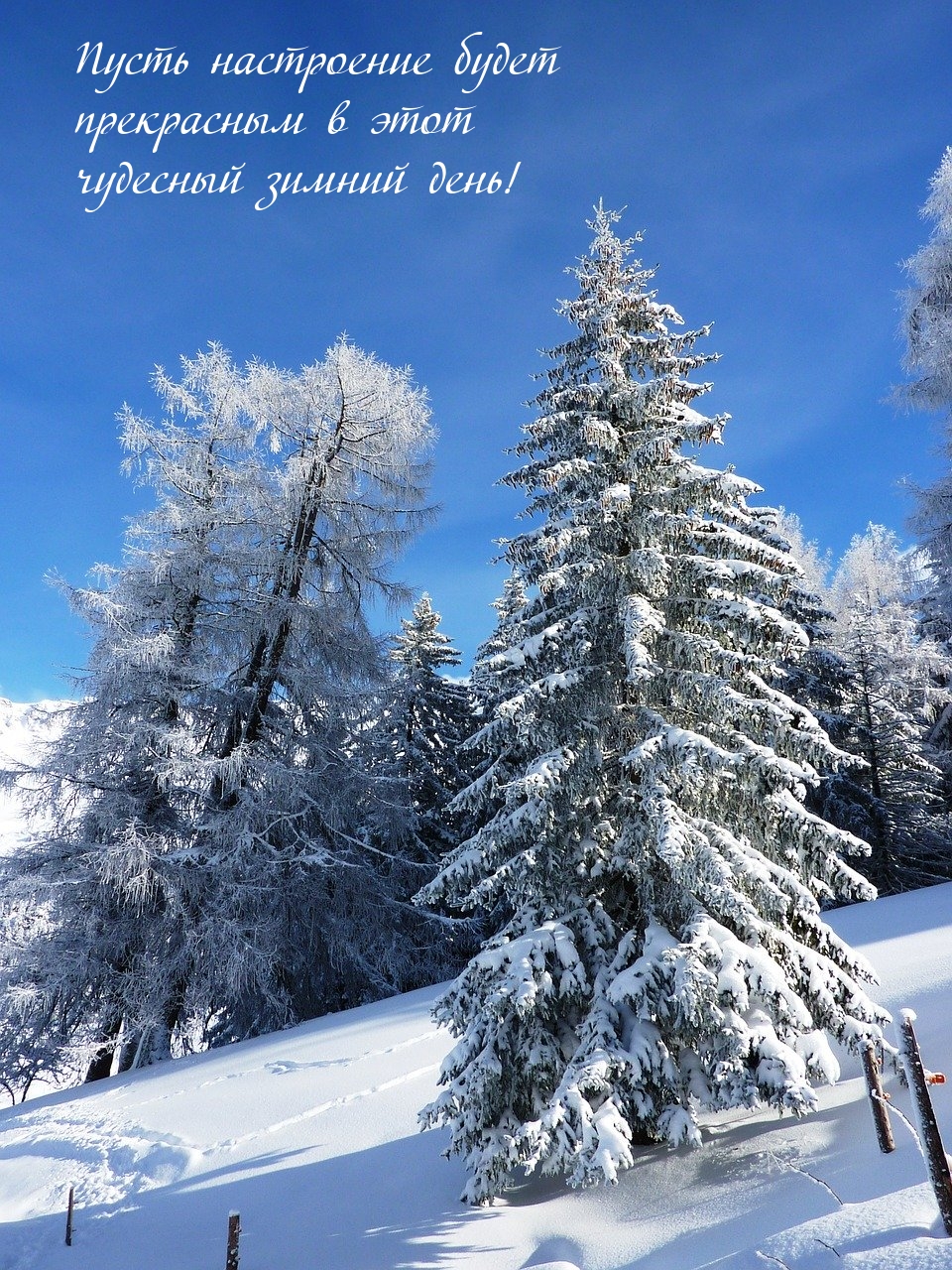 Пусть настроение будет прекрасным в этот чудесный зимний день!