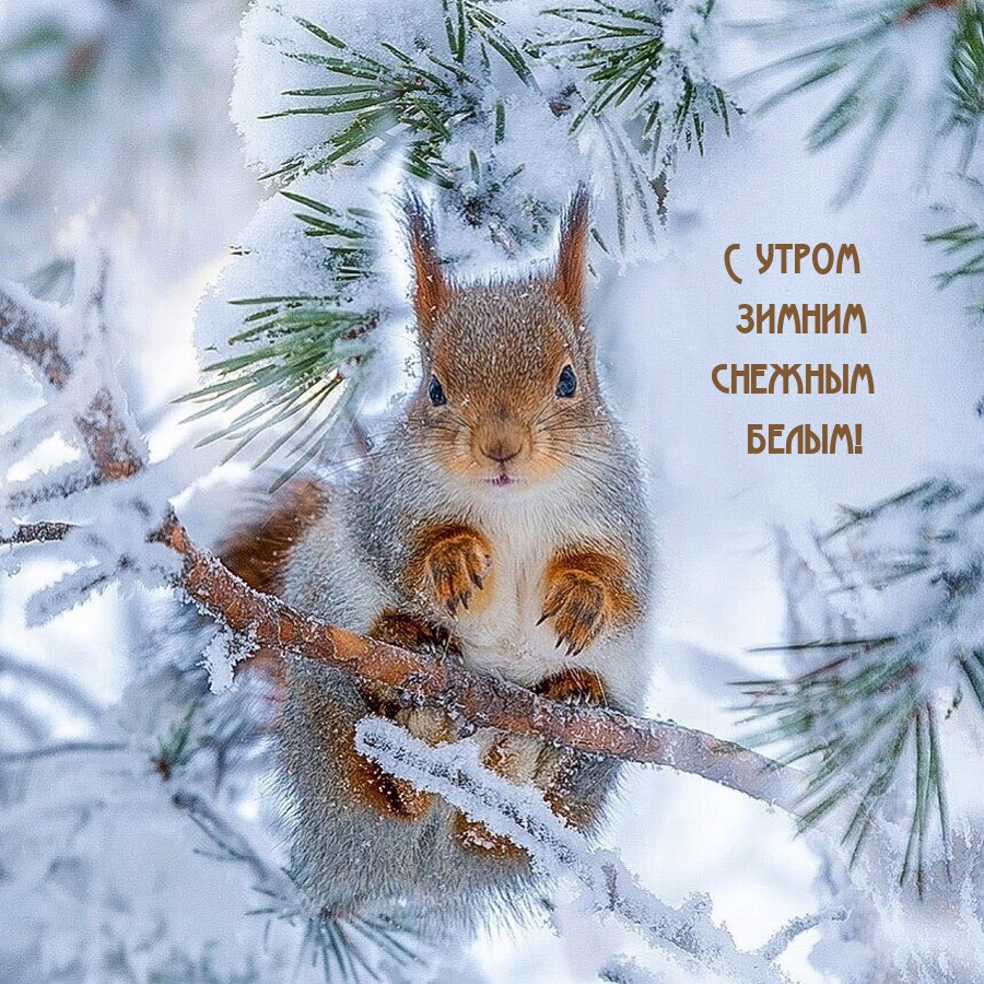 С утром зимним снежным белым!