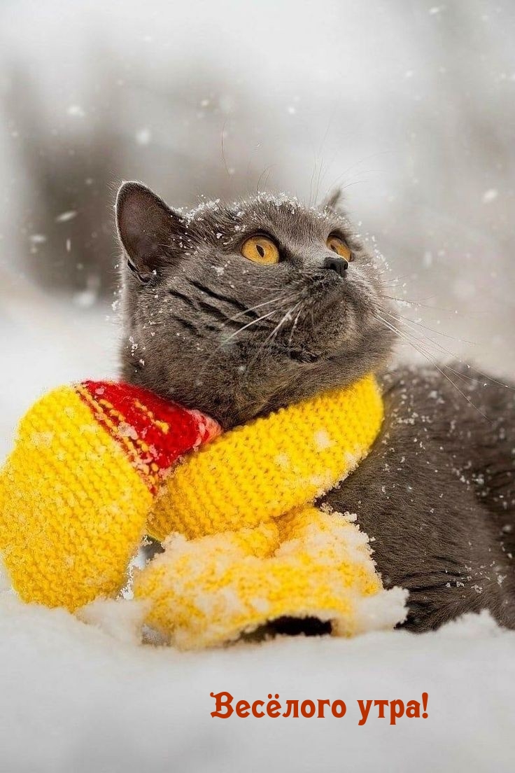 Весёлого утра!