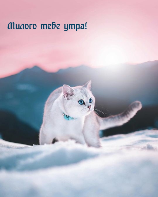 Милого тебе утра!