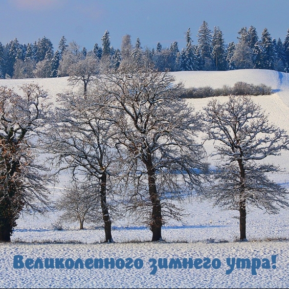 Великолепного зимнего утра!