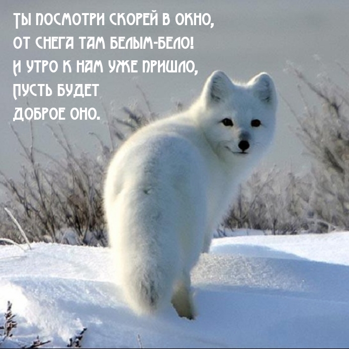 Ты посмотри скорей в окно, от снега там белым-бело!
