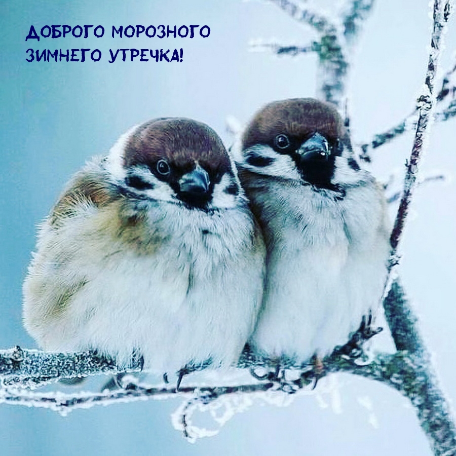 Доброго морозного зимнего утречка!
