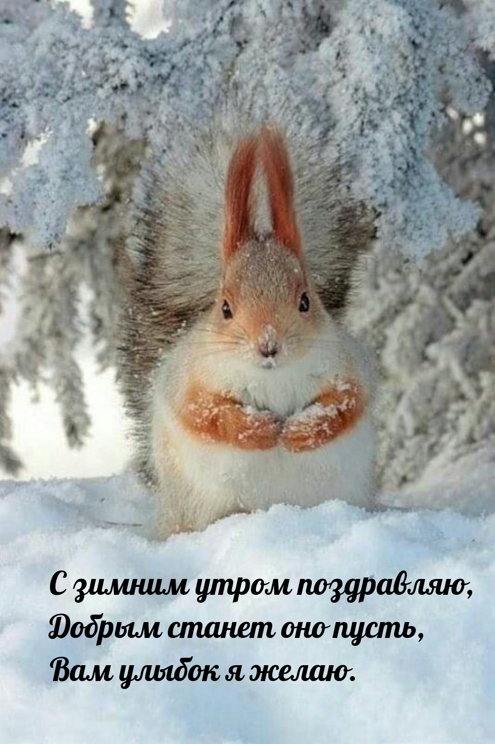 С зимним утром, добрым станет оно пусть, вам улыбок я желаю.